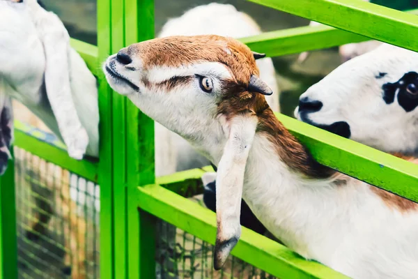 Sheep Goats Lamb Originating Garut Area West Java Indonesia — Stock Photo, Image