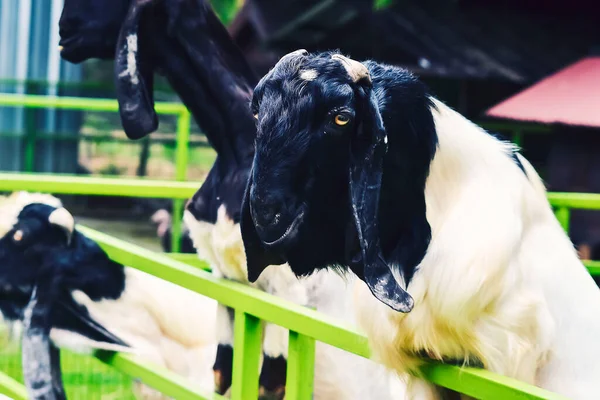 Batı Java, Endonezya 'dan gelen koyun ya da keçi ya da kuzu eti.