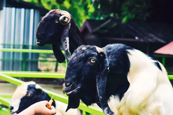 Batı Java, Endonezya 'dan gelen koyun ya da keçi ya da kuzu eti.