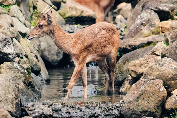 Susamış bir geyik küçük bir nehirde su arıyor.
