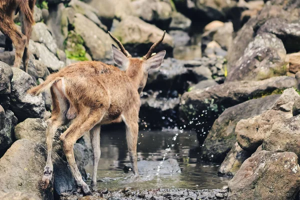 Susamış bir geyik küçük bir nehirde su arıyor.
