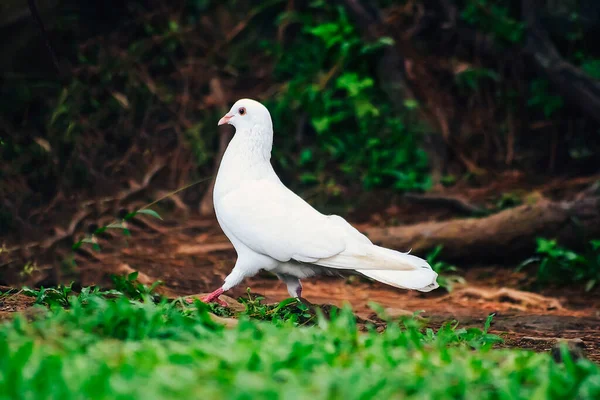 White Dove Perched Ground Looking Food — Zdjęcie stockowe