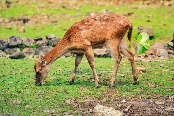 Young Deer Foraging Green Meadow — Stock Photo, Image