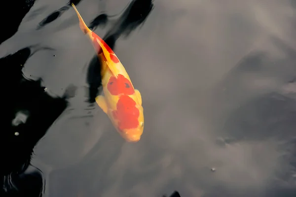 Koi Fish Goldfish Swimming Pond Fountain — ストック写真