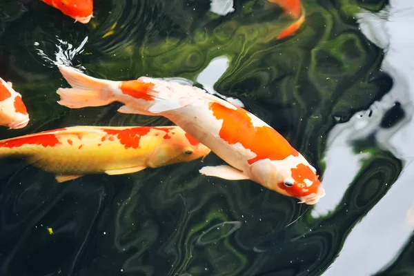 Koi balığı ve japon balığı çeşmeli bir havuzda yüzüyorlar.