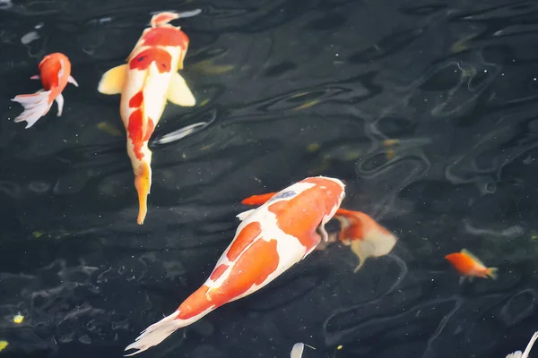 Koi balığı ve japon balığı çeşmeli bir havuzda yüzüyorlar.