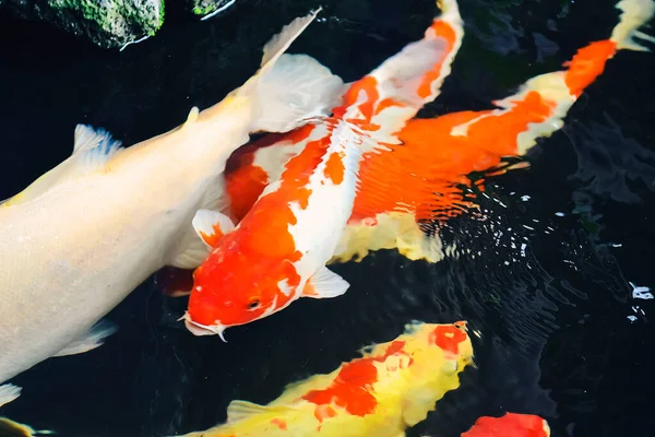 Koi balığı ve japon balığı çeşmeli bir havuzda yüzüyorlar.