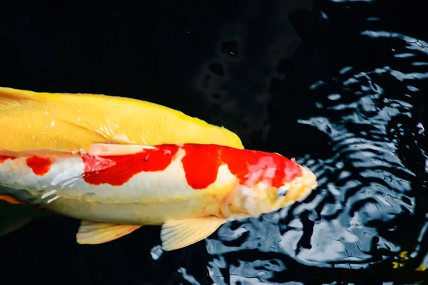 Рыбки Кои Золотые Рыбки Плавают Пруду Фонтаном — стоковое фото