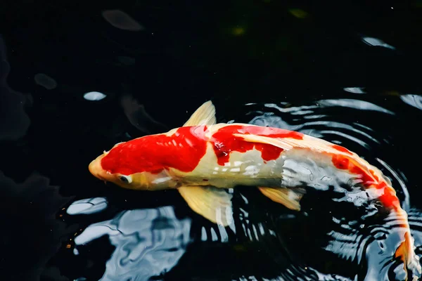 Peixe Koi Peixinho Dourado Nadando Uma Lagoa Com Uma Fonte — Fotografia de Stock