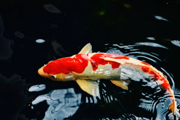 Koi Fish Goldfish Swimming Pond Fountain — Stockfoto