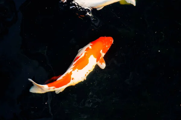 Pesci Koi Pesci Rossi Nuotano Uno Stagno Con Una Fontana — Foto Stock