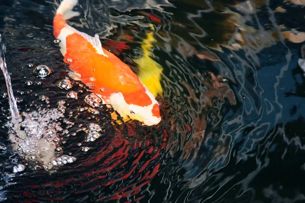 Pesci Koi Pesci Rossi Nuotano Uno Stagno Con Una Fontana — Foto Stock