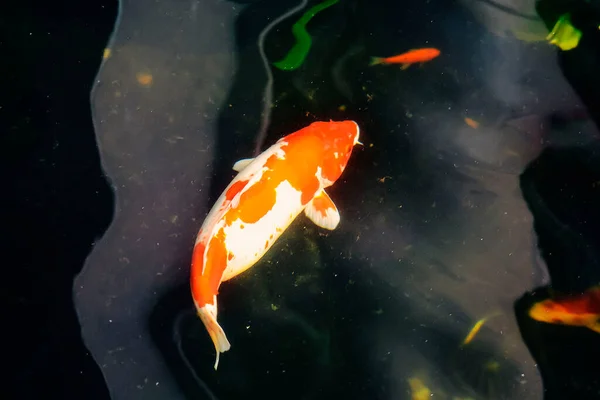 Koi Fish Goldfish Swimming Pond Fountain — ストック写真