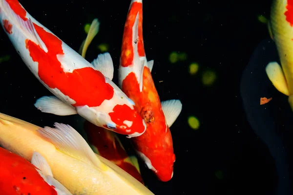 Pesci Koi Pesci Rossi Nuotano Uno Stagno Con Una Fontana — Foto Stock