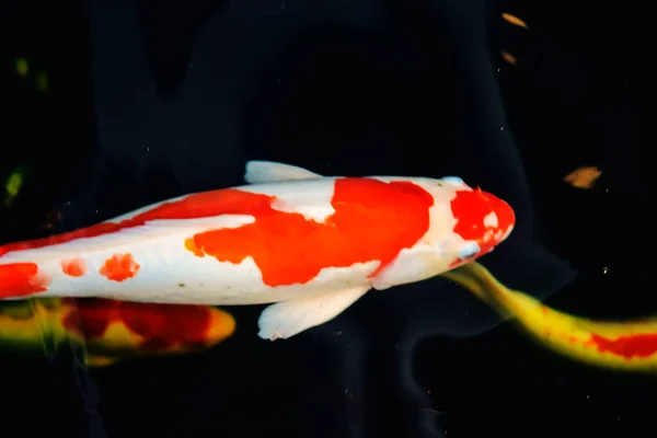 Poissons Koï Poissons Rouges Nageant Dans Étang Avec Une Fontaine — Photo