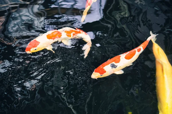 Кої Риба Золота Риба Плавають Ставку Фонтаном — стокове фото