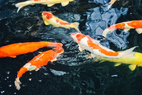 Koi Fish Goldfish Swimming Pond Fountain —  Fotos de Stock