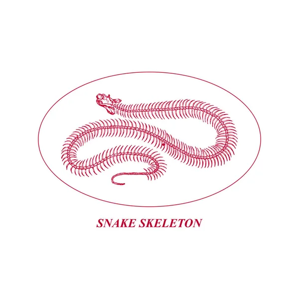Schlangenschädel Skelett Illustrationsvektor — Stockvektor