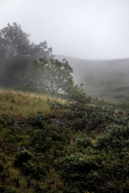 Stirlingshire 'da bir İskoç tepesinde, aylaklar arasında popüler bir sis bulutuyla çevrili bir yalnız ağaç.