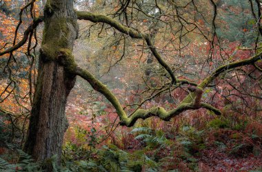 Sonbahar boyunca İskoç ormanında eski, yosunlu bir meşe ağacı.