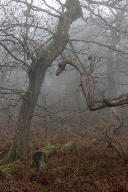 İskoç ormanlarındaki yaşlı ağaçlar, sisle çevrili.