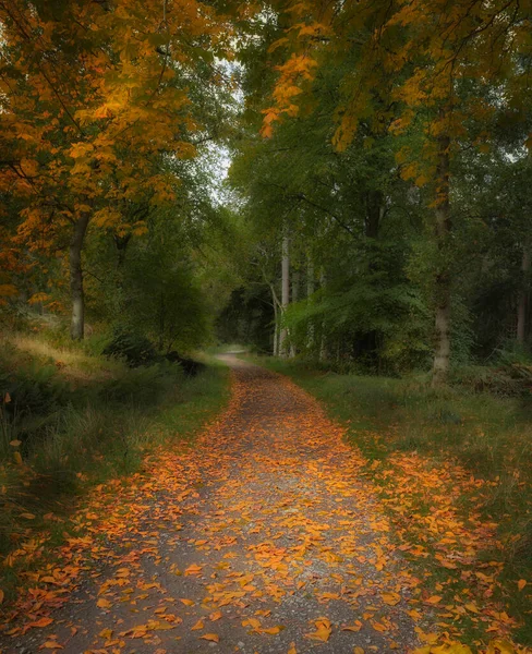 Caminho Floresta Durante Outono Que Coberto Folhas Douradas Das Árvores — Fotografia de Stock