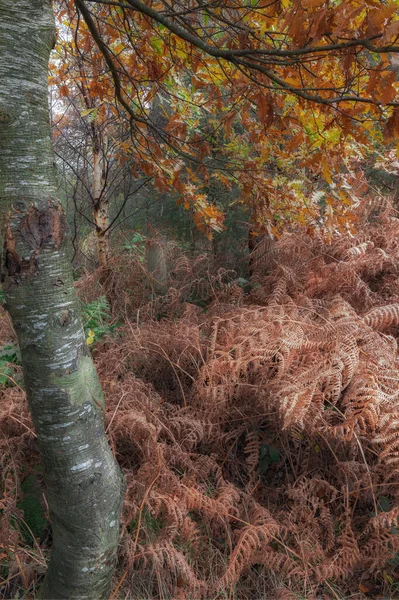 Деревья Папоротники Демонстрируют Свои Осенние Цвета Шотландском Лесу — стоковое фото
