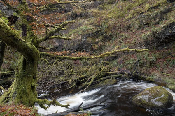 ダルケールニー滝 エアシャー スコットランドの近くの森の中で流れる川にまたがる苔むした木 — ストック写真