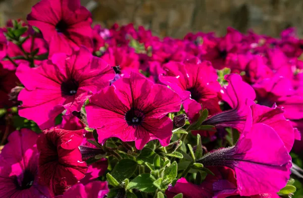 burgundy flowers growing in the city flower garden. High quality photo