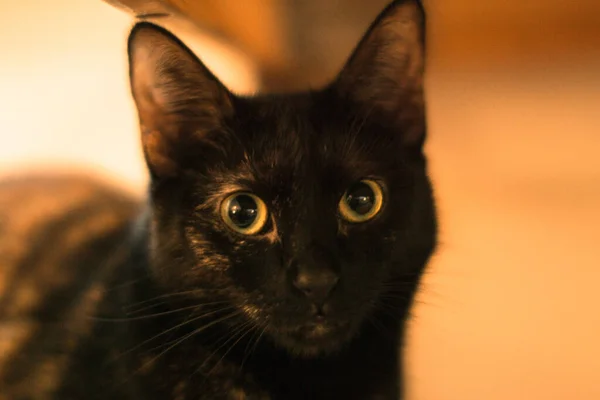 Gefleckte Katze Innenfotos — Stockfoto