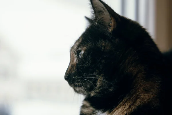 Benekli Kedi Fotoğrafı — Stok fotoğraf