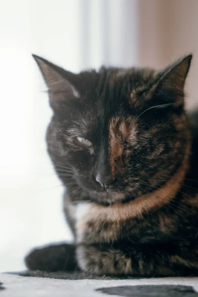 Плямистий Кіт Фото Приміщенні — стокове фото