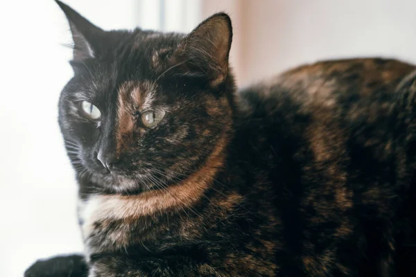 Benekli Kedi Fotoğrafı — Stok fotoğraf