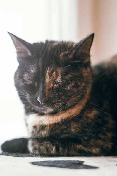 Плямистий Кіт Фото Приміщенні — стокове фото