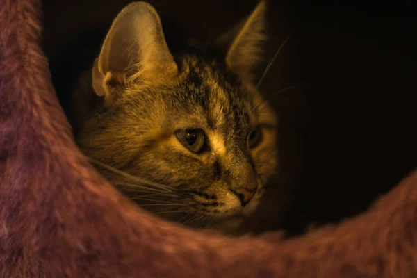 Tabby Cat Indoor Photo — Stockfoto