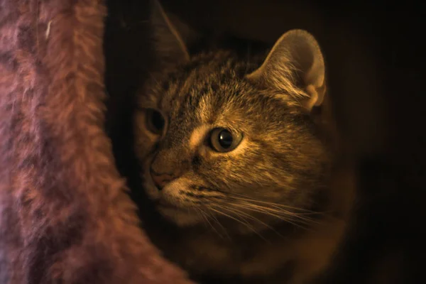 Кошка Тэбби Внутреннее Фото — стоковое фото