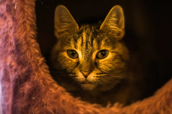 Tabby Γάτα Εσωτερική Φωτογραφία — Φωτογραφία Αρχείου