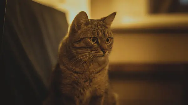 Tabby Cat Indoor Photo — Stockfoto