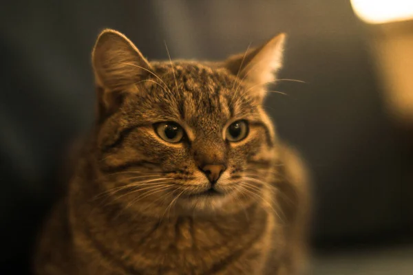 Tabby Γάτα Εσωτερική Φωτογραφία — Φωτογραφία Αρχείου