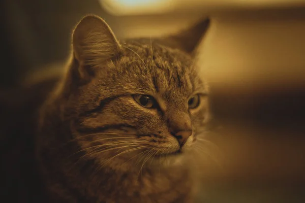 Tabby Cat Indoor Photo — Stock Photo, Image