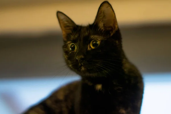 Plamisty Kot Kryte Zdjęcie — Zdjęcie stockowe