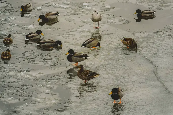 Mouettes Canards Sur Rivière Assis Sur Glace Agitant Leurs Ailes — Photo