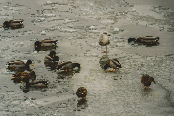 Mouettes Canards Sur Rivière Assis Sur Glace Agitant Leurs Ailes — Photo