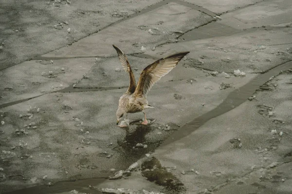 Nehirde martılar, buzda oturmalar, öğleden sonra fotoğraflar.