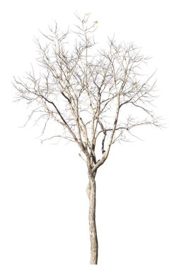 dry dead trees in autumn isolated on white background