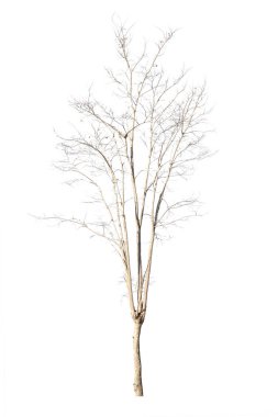 dry dead trees in autumn isolated on white background