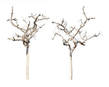dry dead trees in autumn isolated on white background
