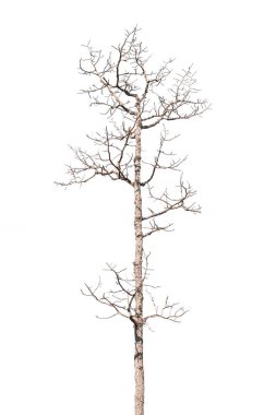 dry dead trees in autumn isolated on white background