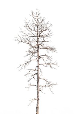 dry dead trees in autumn isolated on white background