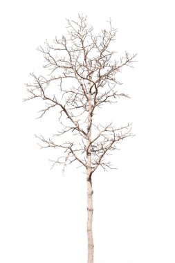 dry dead trees in autumn isolated on white background